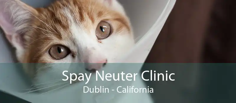 Spay Neuter Clinic Dublin - California