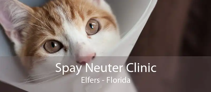 Spay Neuter Clinic Elfers - Florida