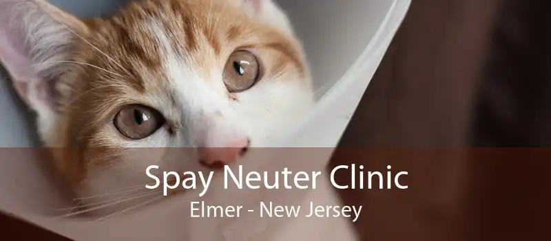 Spay Neuter Clinic Elmer - New Jersey