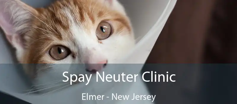 Spay Neuter Clinic Elmer - New Jersey