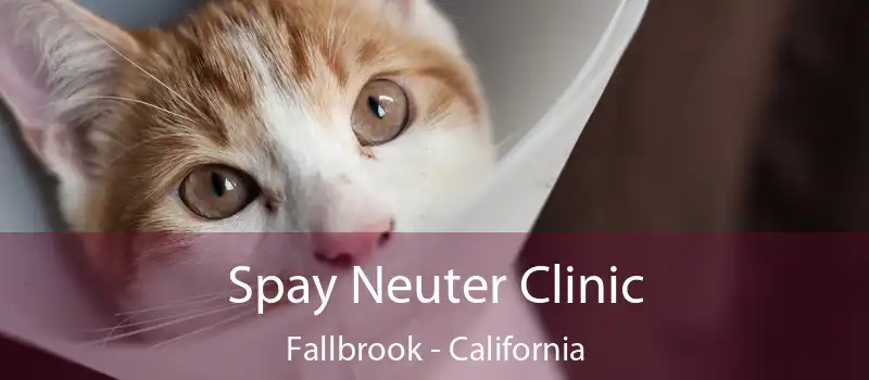 Spay Neuter Clinic Fallbrook - California