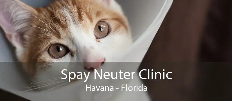 Spay Neuter Clinic Havana - Florida