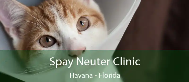 Spay Neuter Clinic Havana - Florida