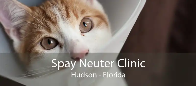 Spay Neuter Clinic Hudson - Florida