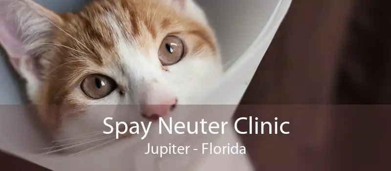 Spay Neuter Clinic Jupiter - Florida
