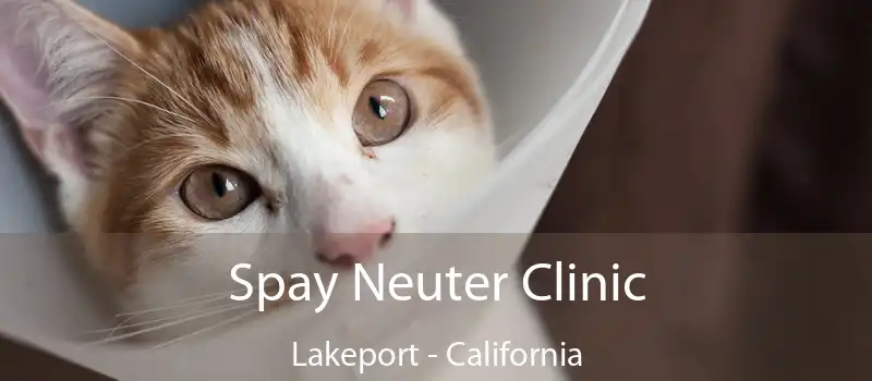 Spay Neuter Clinic Lakeport - California