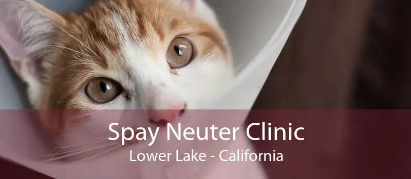 Spay Neuter Clinic Lower Lake - California