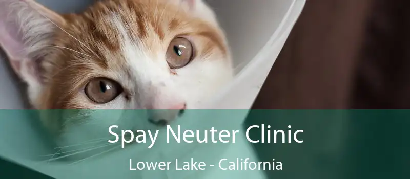 Spay Neuter Clinic Lower Lake - California