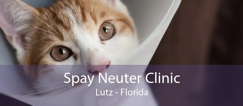Spay Neuter Clinic Lutz - Florida