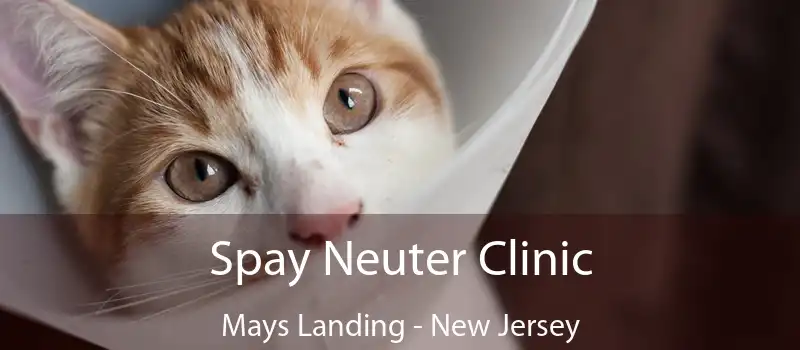 Spay Neuter Clinic Mays Landing - New Jersey
