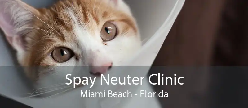 Spay Neuter Clinic Miami Beach - Florida