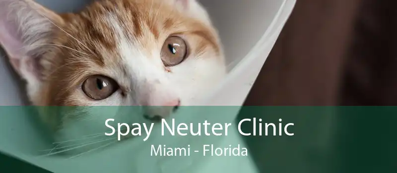 Spay Neuter Clinic Miami - Florida