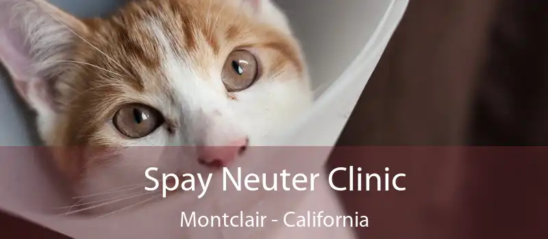 Spay Neuter Clinic Montclair - California