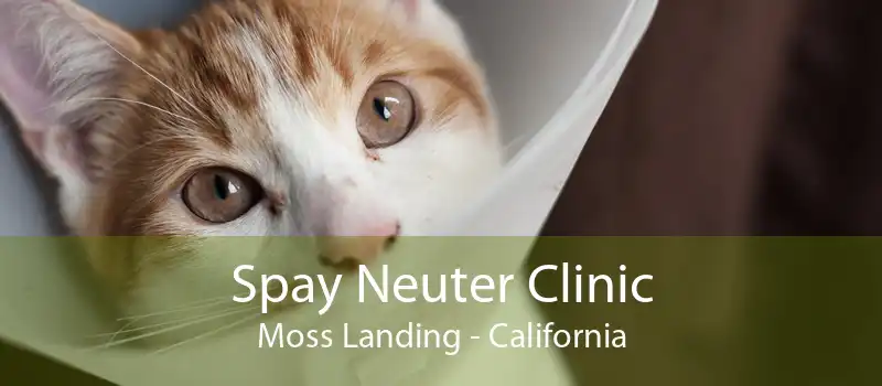 Spay Neuter Clinic Moss Landing - California