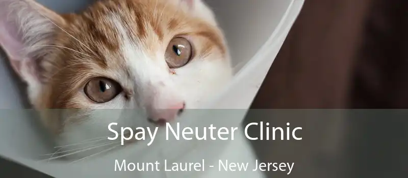 Spay Neuter Clinic Mount Laurel - New Jersey