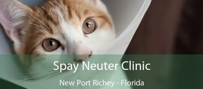 Spay Neuter Clinic New Port Richey - Florida