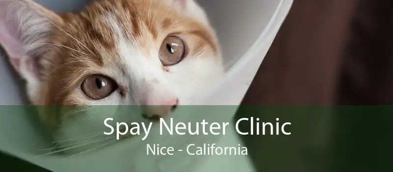 Spay Neuter Clinic Nice - California