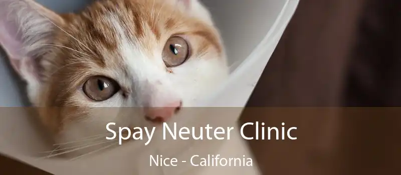 Spay Neuter Clinic Nice - California