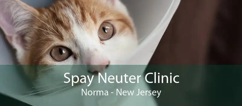 Spay Neuter Clinic Norma - New Jersey