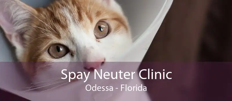 Spay Neuter Clinic Odessa - Florida