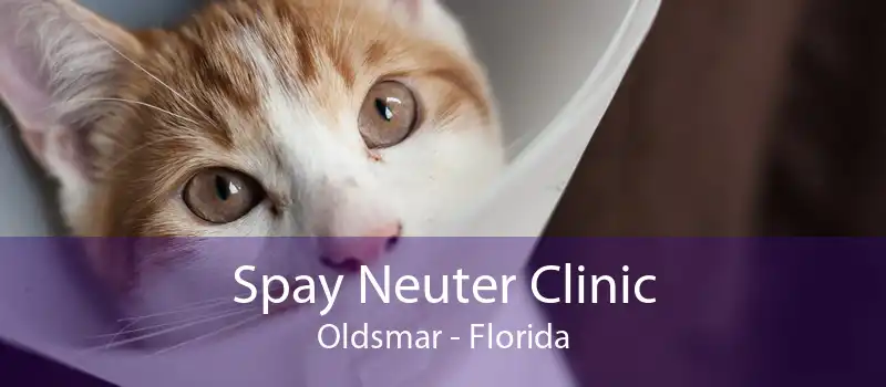 Spay Neuter Clinic Oldsmar - Florida
