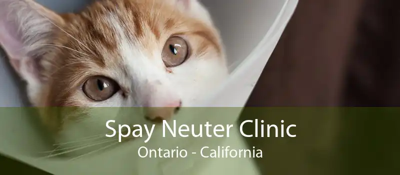Spay Neuter Clinic Ontario - California