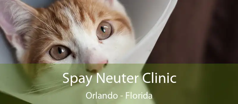 Spay Neuter Clinic Orlando - Florida