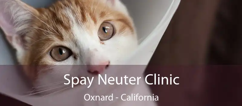 Spay Neuter Clinic Oxnard - California