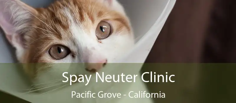 Spay Neuter Clinic Pacific Grove - California