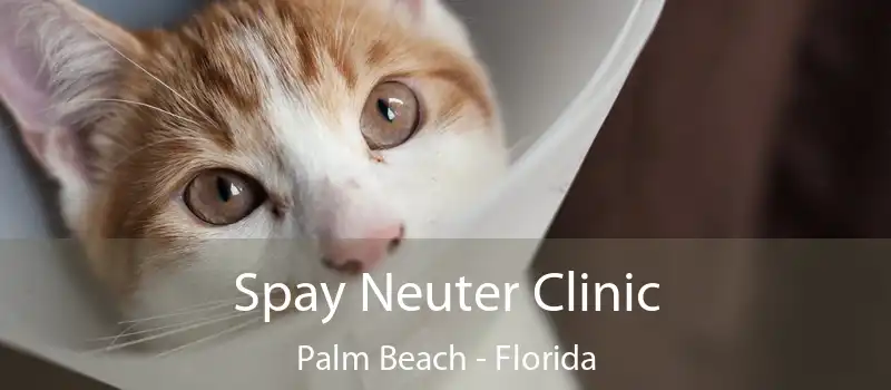 Spay Neuter Clinic Palm Beach - Florida