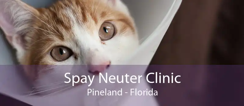 Spay Neuter Clinic Pineland - Florida