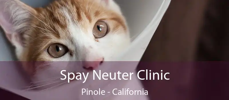 Spay Neuter Clinic Pinole - California