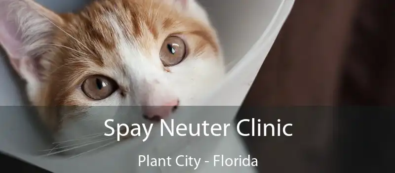 Spay Neuter Clinic Plant City - Florida