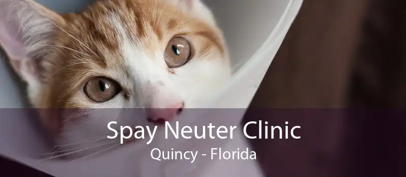 Spay Neuter Clinic Quincy - Florida