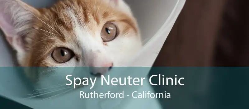 Spay Neuter Clinic Rutherford - California