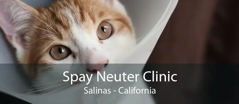 Spay Neuter Clinic Salinas - California