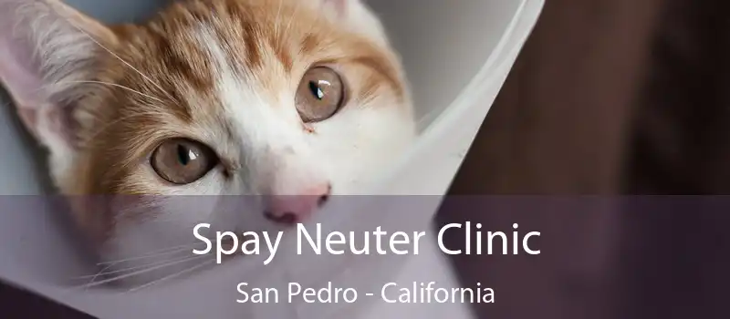 Spay Neuter Clinic San Pedro - California