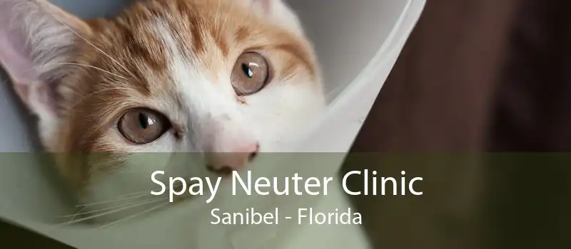 Spay Neuter Clinic Sanibel - Florida