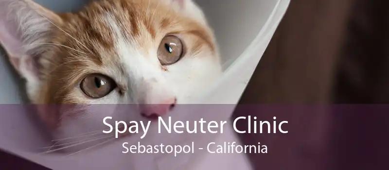 Spay Neuter Clinic Sebastopol - California