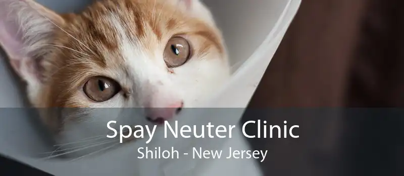 Spay Neuter Clinic Shiloh - New Jersey