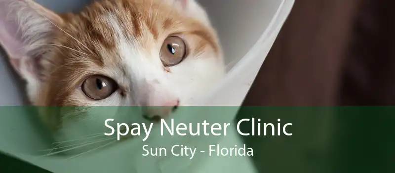 Spay Neuter Clinic Sun City - Florida