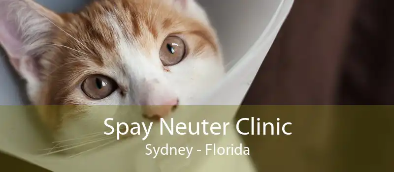 Spay Neuter Clinic Sydney - Florida