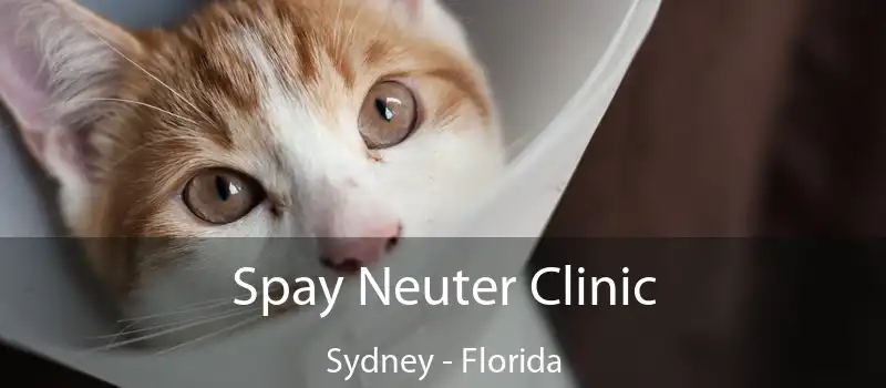 Spay Neuter Clinic Sydney - Florida