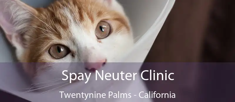 Spay Neuter Clinic Twentynine Palms - California