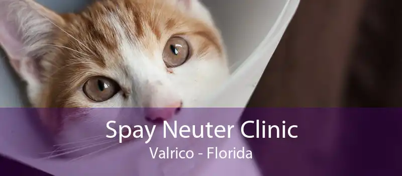 Spay Neuter Clinic Valrico - Florida