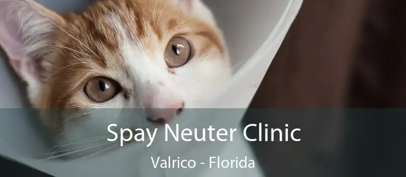 Spay Neuter Clinic Valrico - Florida