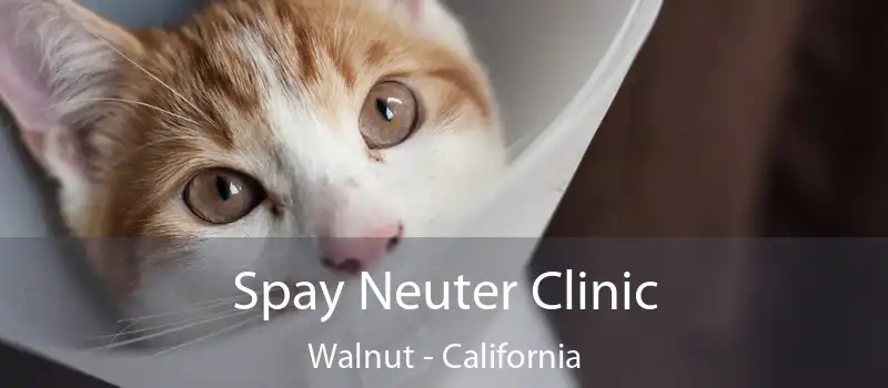 Spay Neuter Clinic Walnut - California