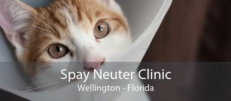 Spay Neuter Clinic Wellington - Florida