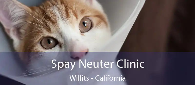 Spay Neuter Clinic Willits - California