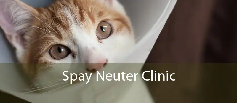 Spay Neuter Clinic 